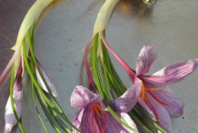 Whole-Saffron-Plant