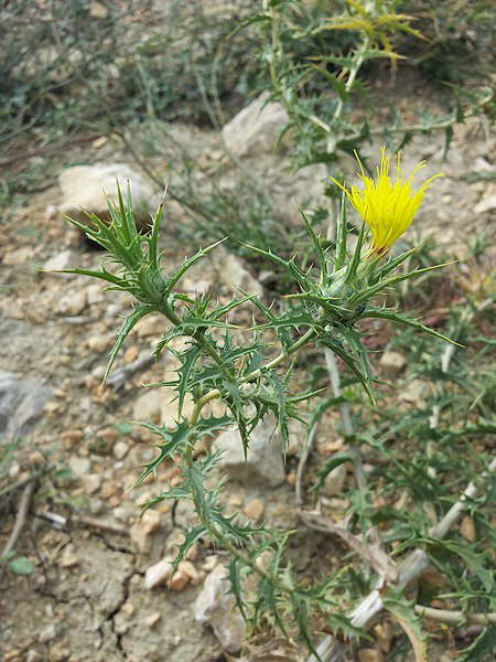 Saffron-thistle-plant