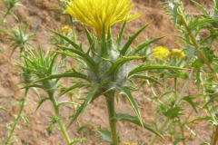 Flower-of-Saffron-thistle