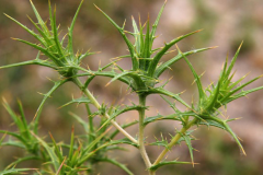 Leaves-of-Saffron-thistle