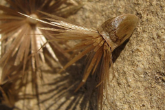 Mature-fruits-of-Saffron-thistle-with-pappus