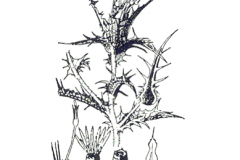 Plant-Illustration-of-Saffron-thistle