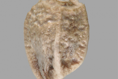 Saffron-thistle-achene-without-pappus