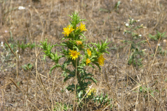 Saffron-thistle-plant-growing-wild