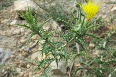 Saffron-thistle-plant