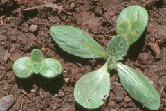 Sapling-of-Saffron-thistle