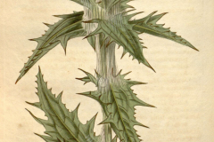 Sketch-of-Saffron-thistle