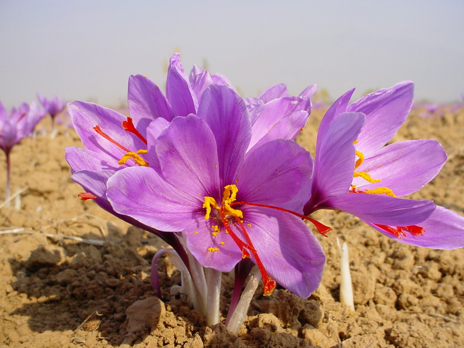 Close-up-flower-of-Saffron