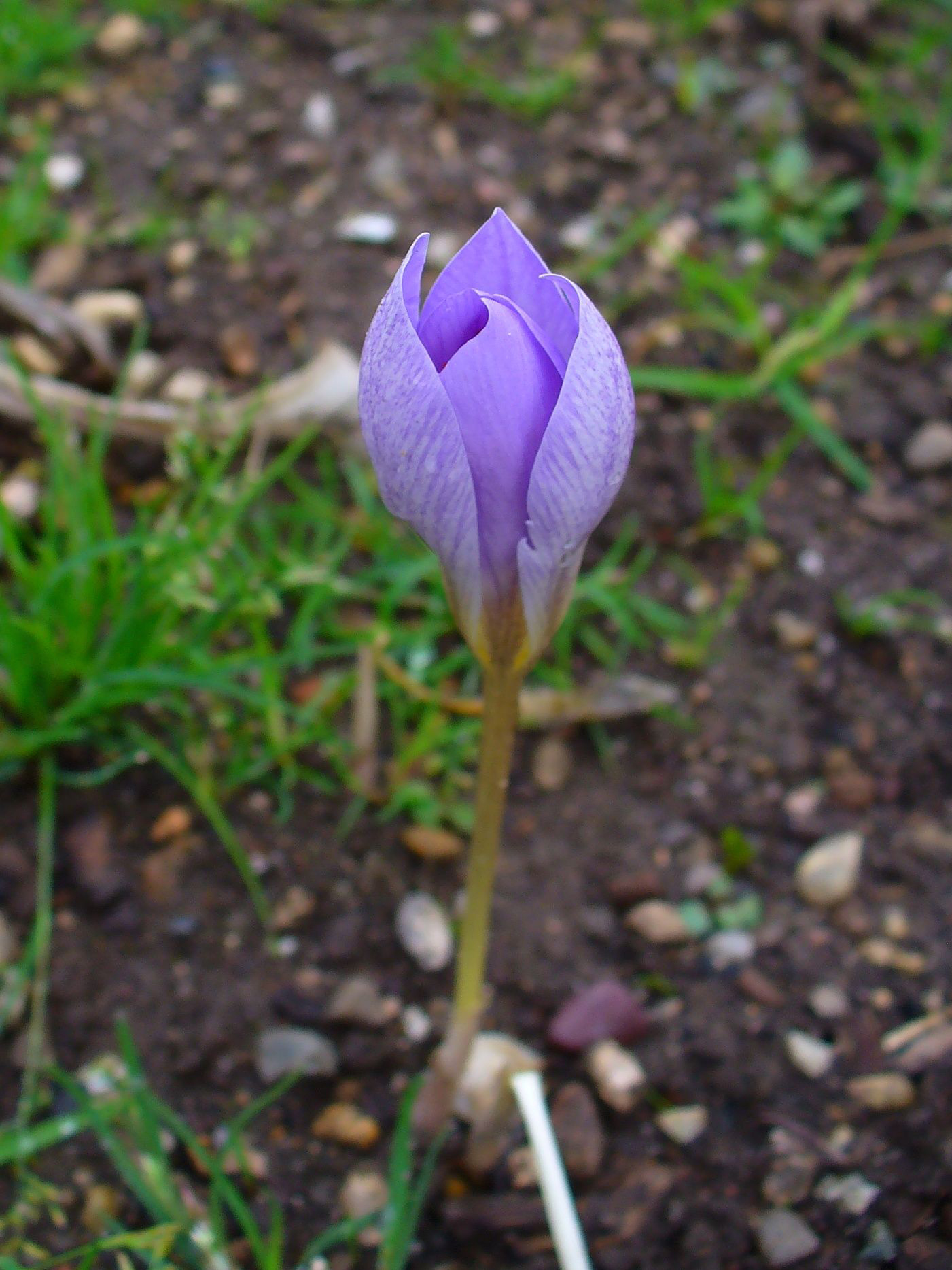 Flower-bud-of-Saffron
