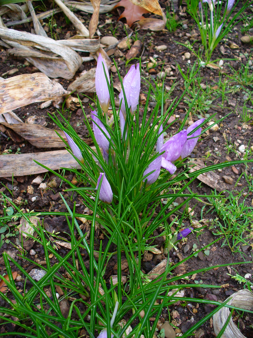 Saffron-plant