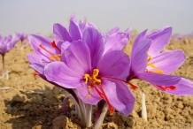 Close-up-flower-of-Saffron