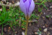 Flower-bud-of-Saffron