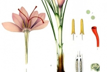 Plant-illustration-of-Saffron