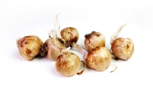 Saffron-bulbs