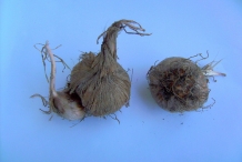 Saffron-corms