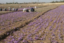 Saffron-farm