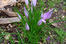 Saffron-plant