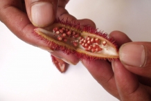 Saffron-seed