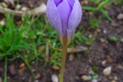 Flower-bud-of-Saffron