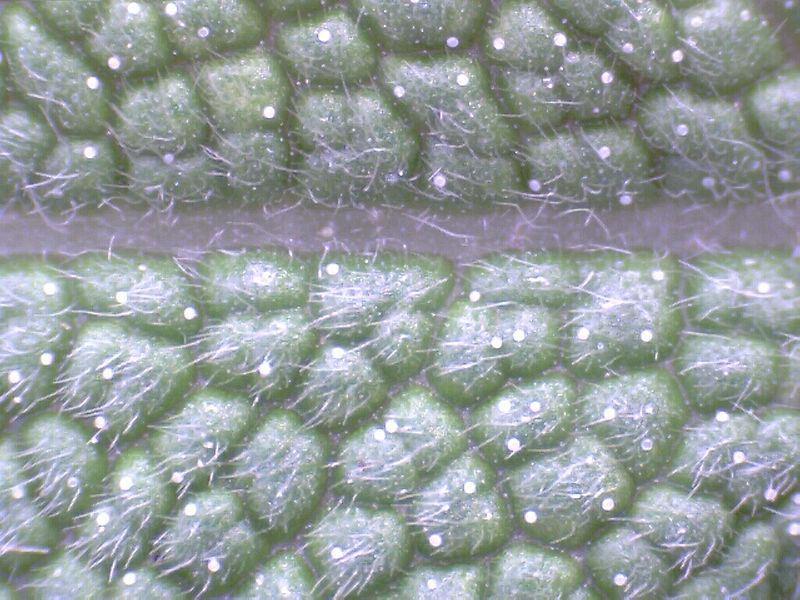 Closer-view-of-upper-side-of-Sage-Leaf