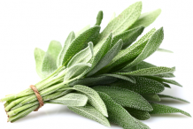 Sage plant