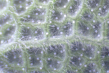 Closer-look-of-under-side-of-Sage-leaf