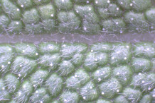 Closer-view-of-upper-side-of-Sage-Leaf