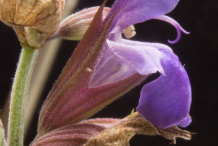 Flower-of-Sage-Plant