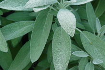 Sage-Leaves