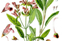 Sage-plant-Illustration