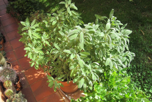 Sage-plant-in-the-garden