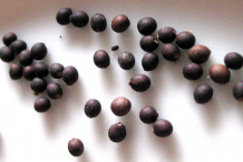 Seeds of Sage-plant