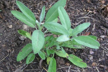 Small-Sage-plant