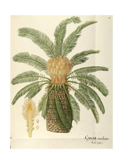 Plant-illustration-of-Sago-Palm