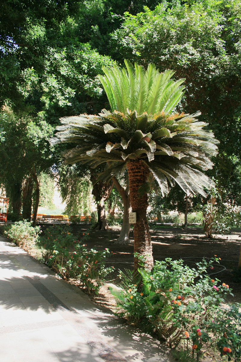 Sago-Palm-tree