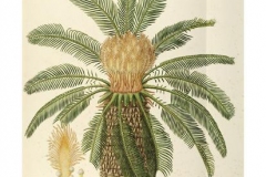 Plant-illustration-of-Sago-Palm