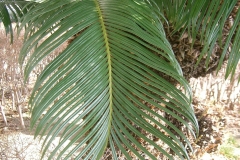 Sago-Palm-leaf