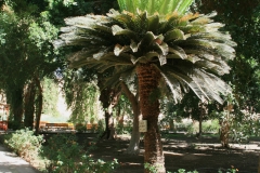 Sago-Palm-tree