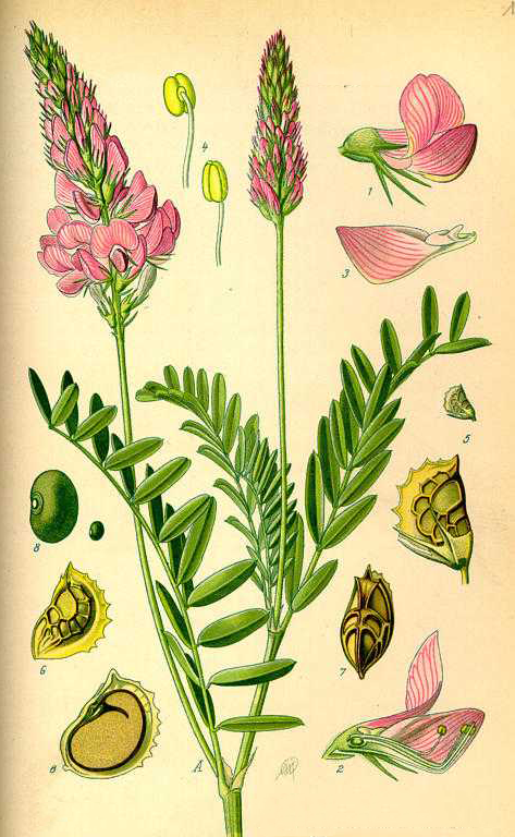Plant-Illustration-of-Sainfoin