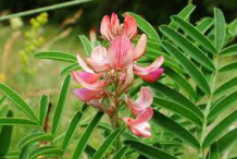 Sainfoin-plant