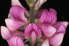 Closer-view-of-flower-of-Sainfoin