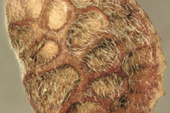 Closer-view-of-fruit-of-Sainfoin