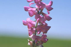 Flower-of-Sainfoin