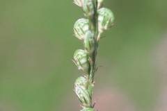 Immature-Fruits-of-Sainfoin
