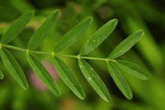Leaves-of-Sainfoin