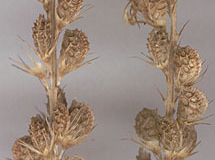 Mature-fruits-of-Sainfoin