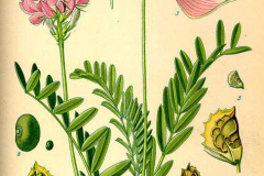 Plant-Illustration-of-Sainfoin