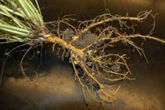 Roots-of-Sainfoin