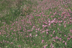Sainfoin-plant-growing-wild