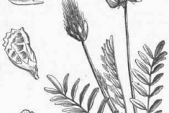 Sketch-of-Sainfoin